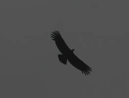 condor
